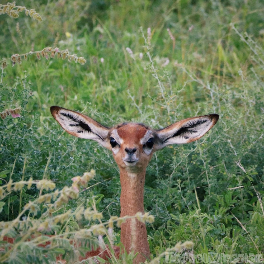Baby gerenuk, Samburu Special Five Northern Kenya