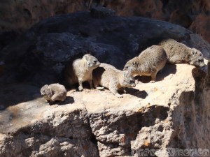 Family of rock hyraxes