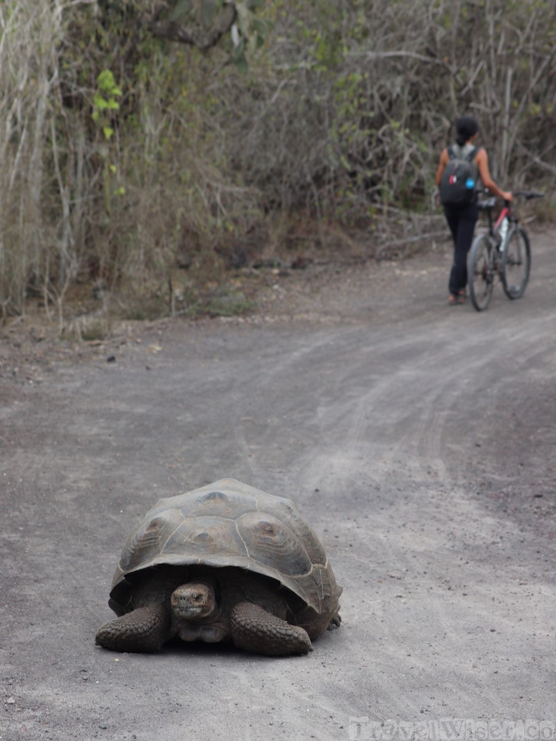 Camino de las Tortugas, Isla Isabela