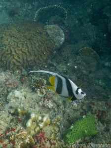 Bannerfish, snorkeling Red Island Phang Nga Bay