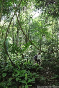 Bush walk in the Kanuku Mountains, Guyana
