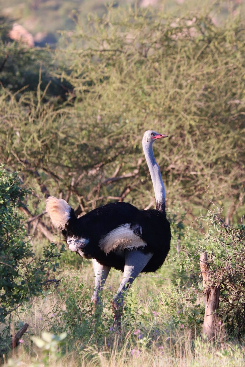 Somali ostrich Northern Kenya