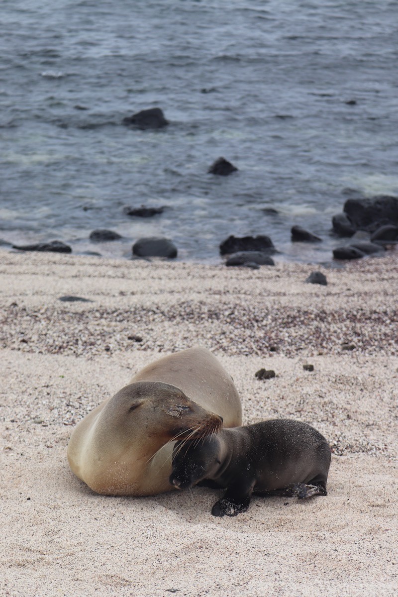 Sea lion mother and pup, La Loberia