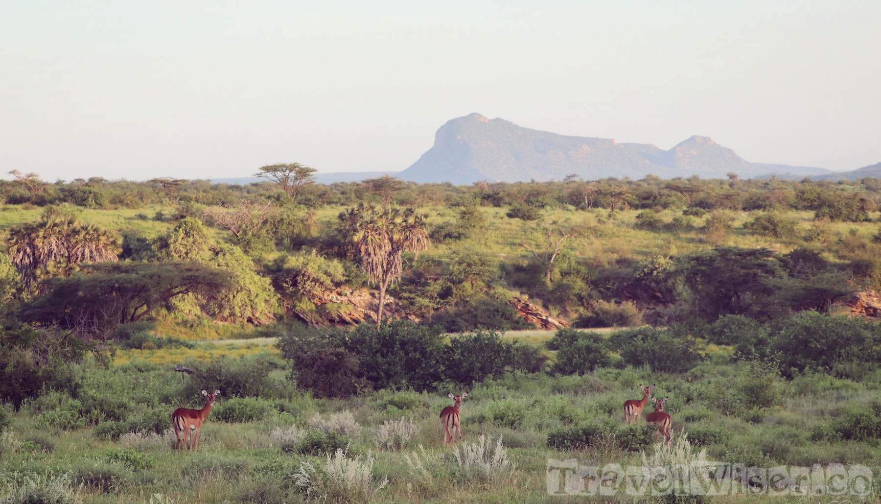Impalas, Sera Rhino Sanctuary Kenya
