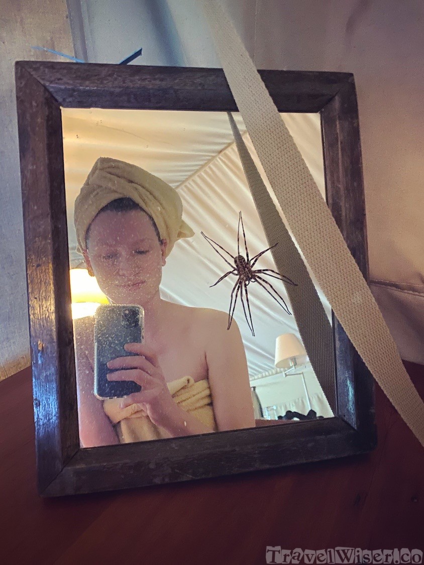 Spider on the mirror at Kitich Forest Camp Kenya