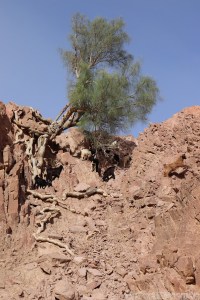 Goats, Wadi Dana Jordan