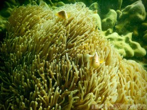 Anemone and fish, snorkeling Red Island Phang Nga Bay