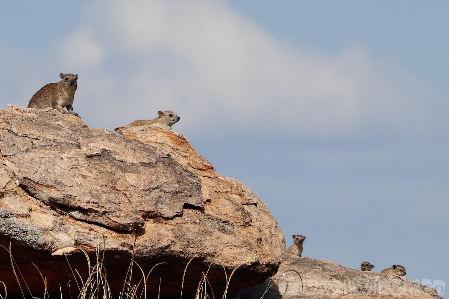 Rock hyraxes