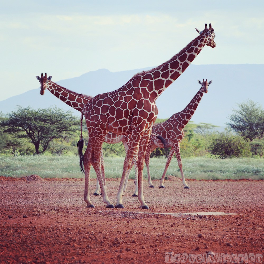 Tower of reticulated giraffe, Kalama conservancy airstrip