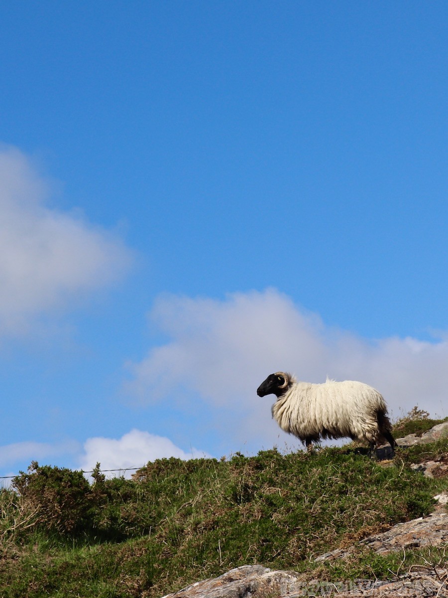 Sheep, County Galway Ireland