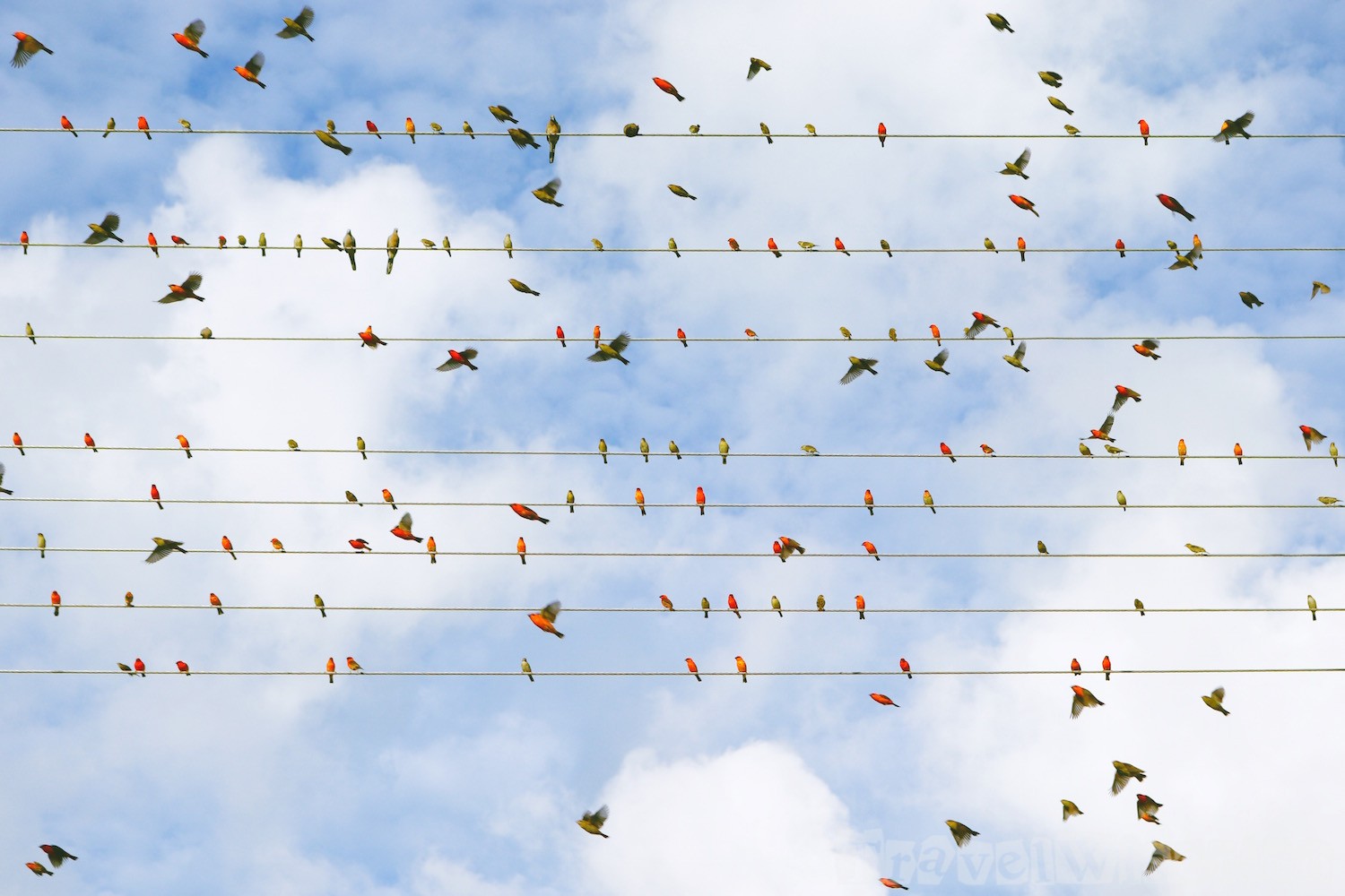 Red cardinal fody birds, Seychelles