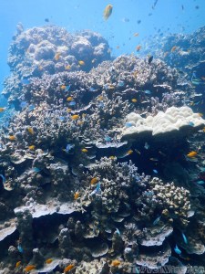 Colourful fish and corals, Surine Islands Marine National Park