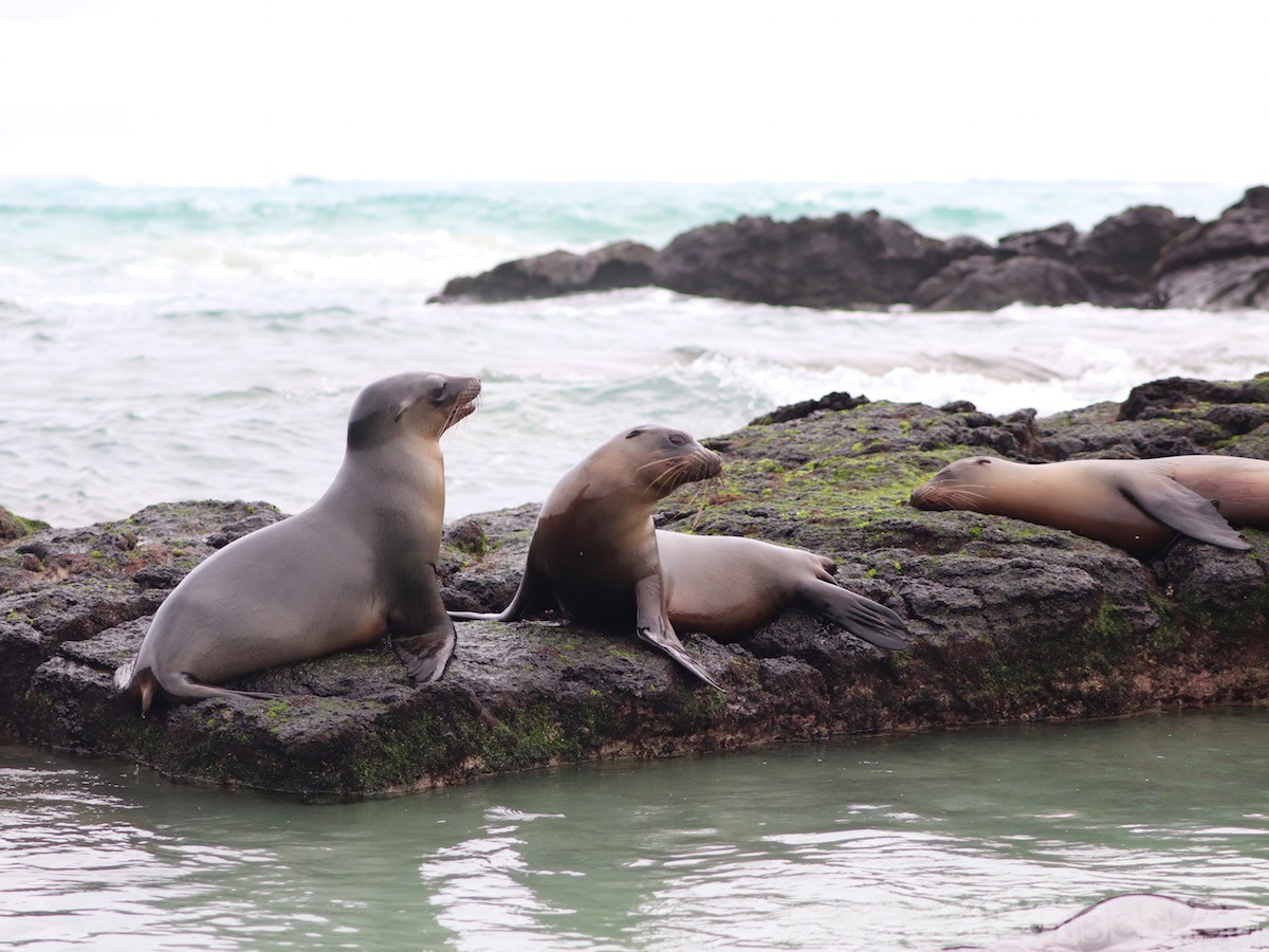Playful sea lions, Isla Isabela