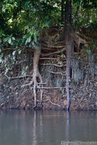 Tree roots, Mapari creek Guyana