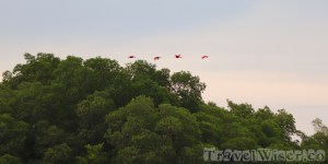 Scarlet ibises flying over Caroni swamp