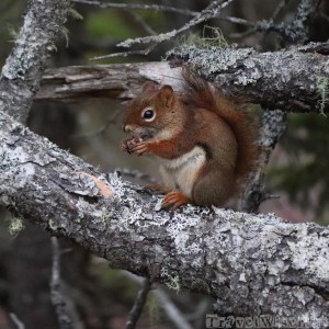 Red squirrel, Acadia Maine