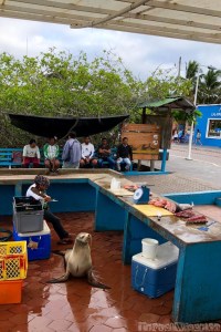 Puerto Ayora fish market