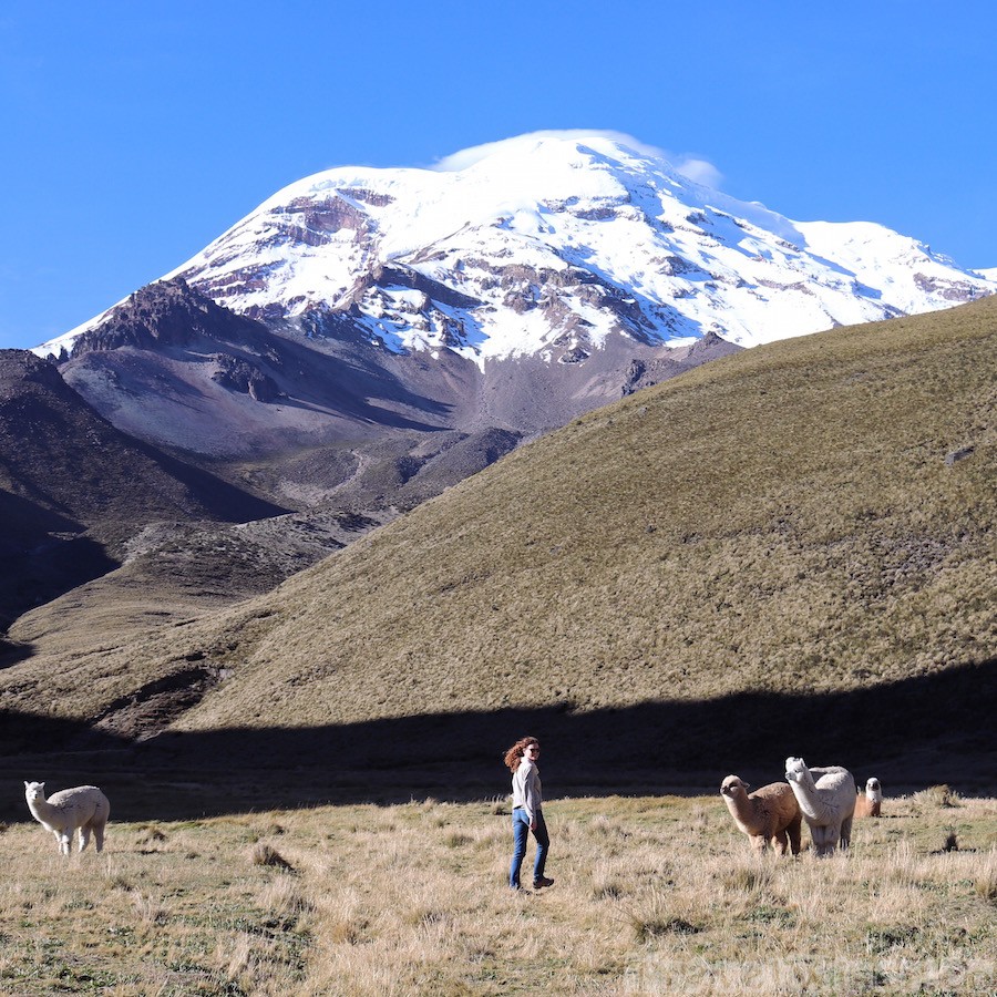 Walking among llamas at Volcan Chimborazo Ecuador