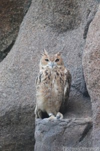 Desert eagle owl Al Hefaiyah Mountain Conservation Centre