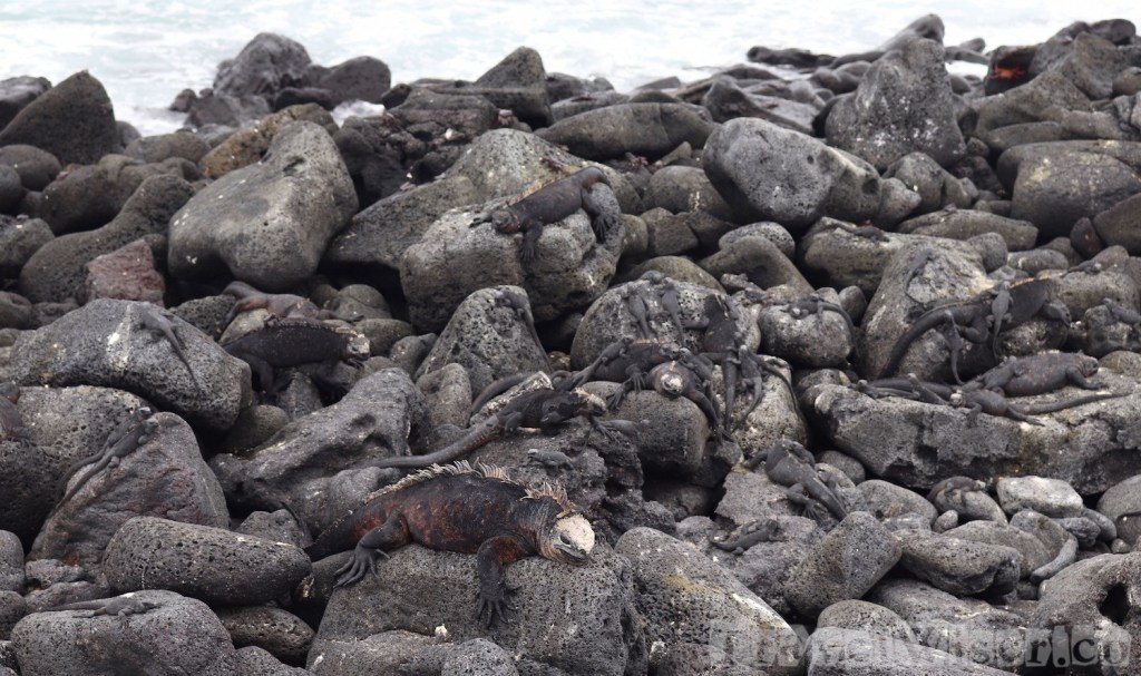 Marine iguanas on the rocks, Isla Isabela