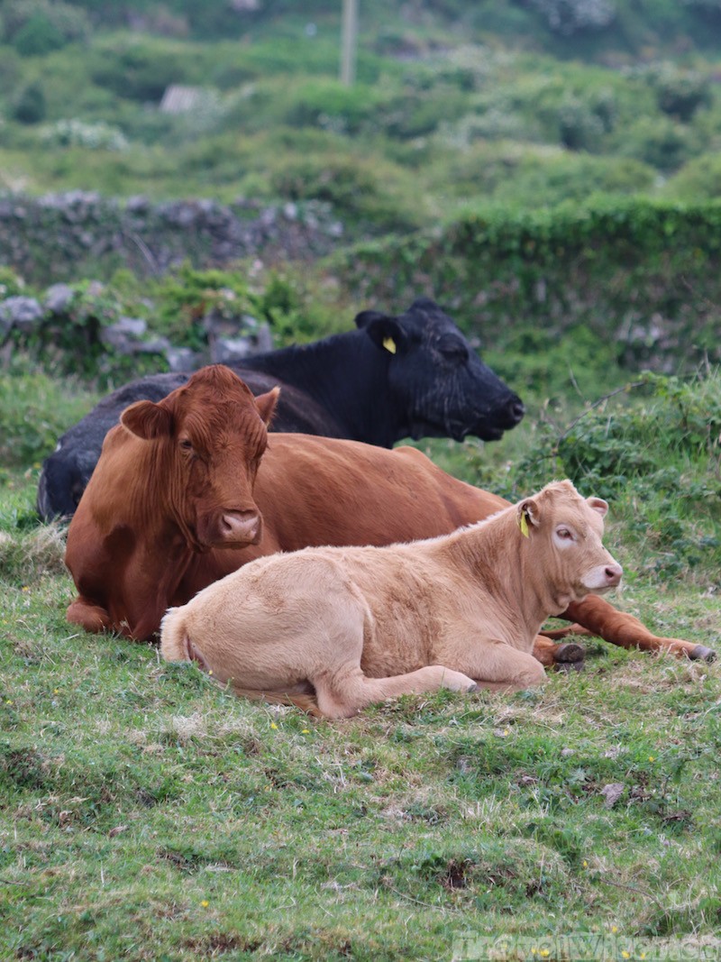 Cows, Aran Islands