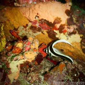 Juvenile spotted drum, Tobago diving