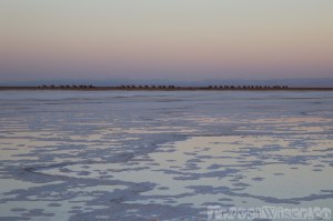Camel caravan walking past Asale salt lake at sunset