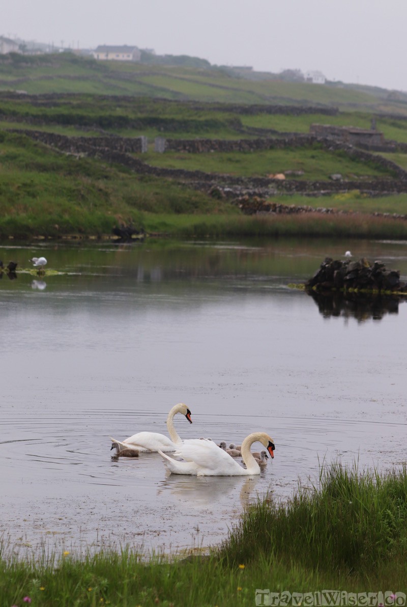 Wild swans on Inishmore