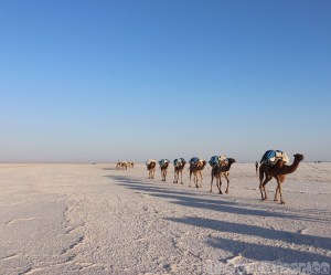 Camel caravan, Danakil Depression Ethiopia