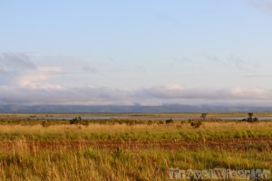Karanambu Lodge savannah grounds