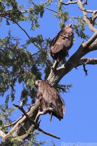 Vultures in the garden of Debre Birhan Selassie Gondar