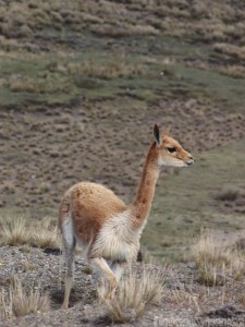 Vicuña, Reserva de Produccion Faunistica Chimborazo Ecuador