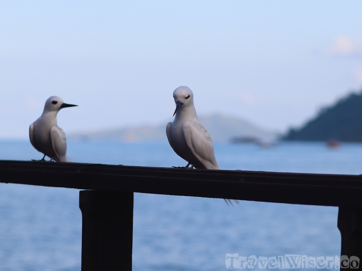 Fairy terns on Chauve Souris Island, Seychelles