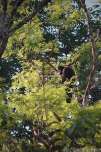 Bearded saki monkey Guyana