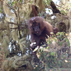 Gelada monkey eating Abyssinian rose
