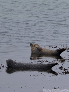 Seals, Inishmore Ireland