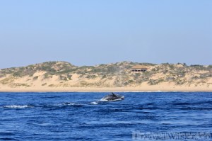 Whale breaching along the coast of Tofo, Mozambique
