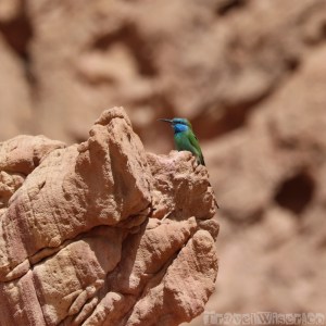 Green Bea Eater, Dana Biosphere Jordan