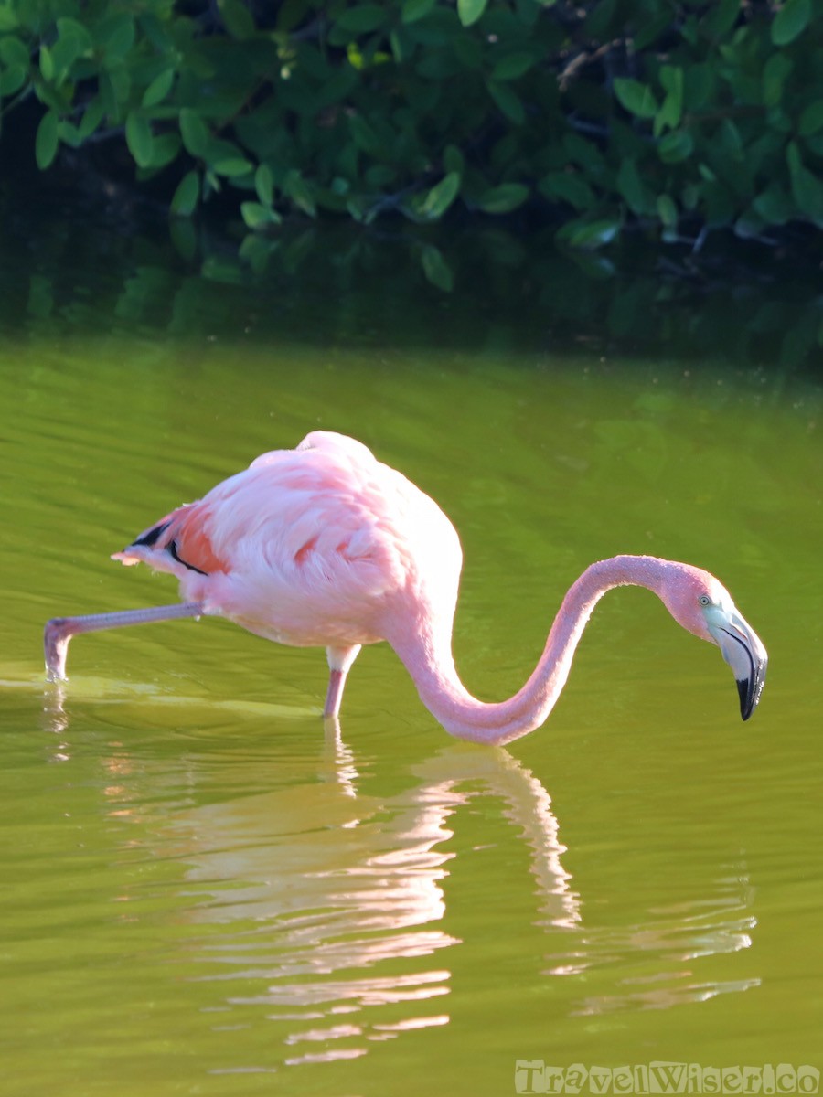 Galapagos American flamingo