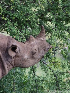 Black rhino eating leaves