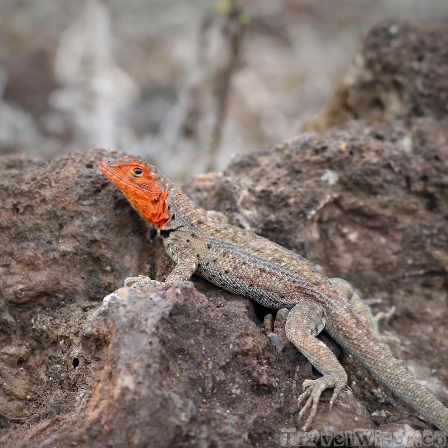 Lava lizard, Galapagos islands