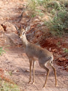 Kirk's dik-dik