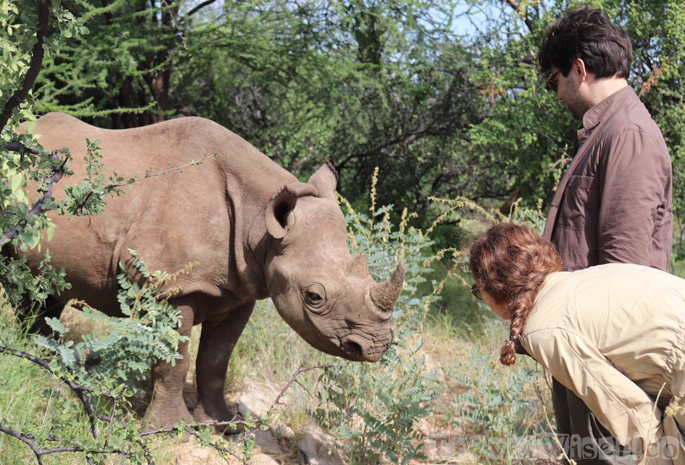 Loijipu the black rhino, Saruni Rhino Kenya