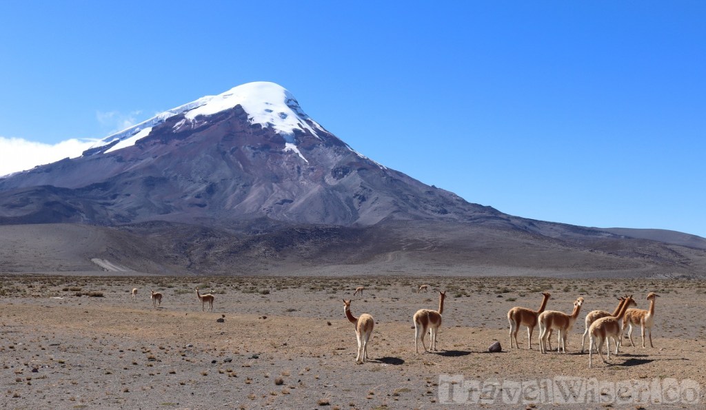 Wild vicuñas at Volcan Chimborazo