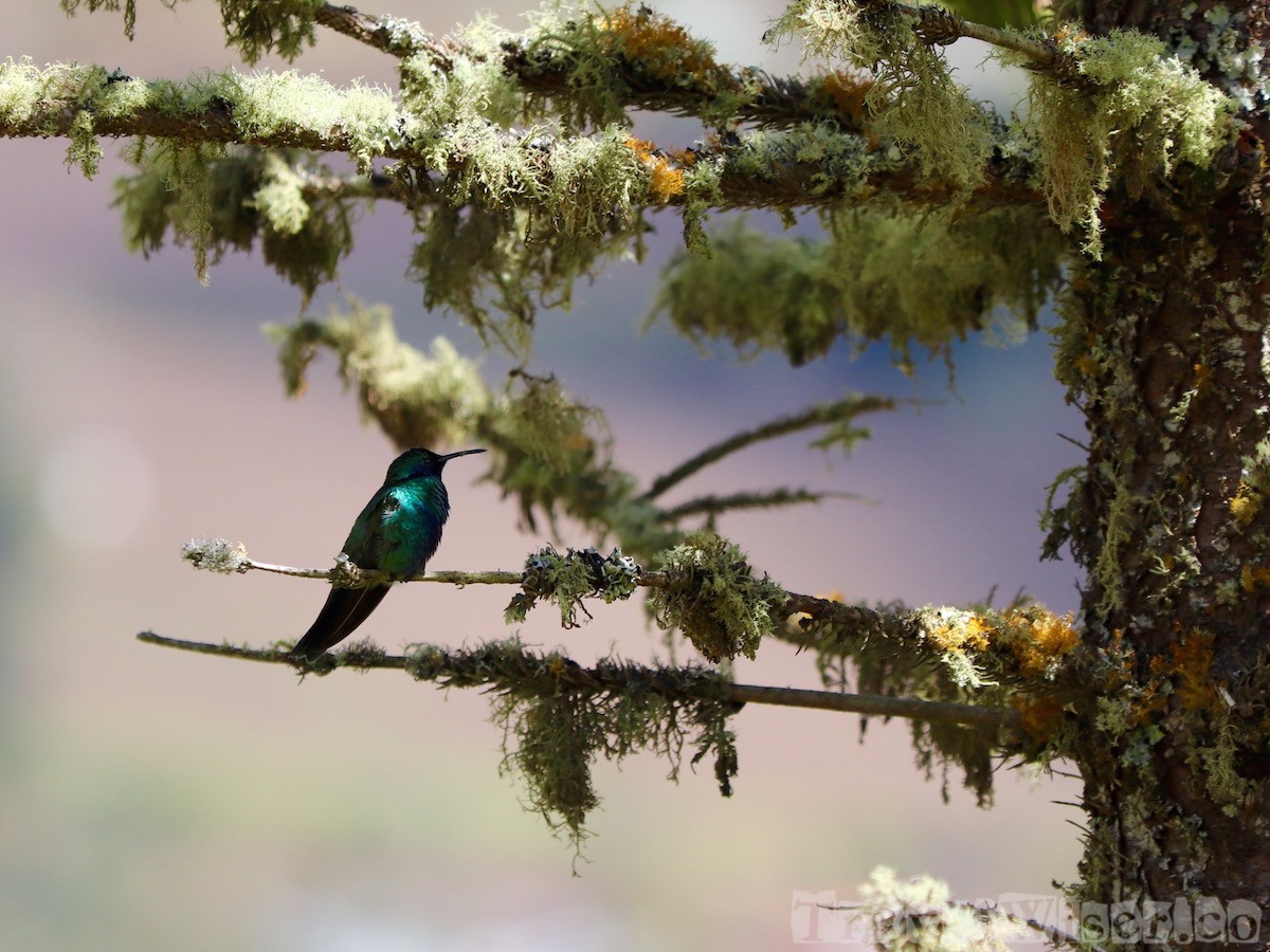 Hummingbird, Ecuador cloud forest