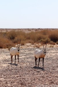 Arabian oryx, Shaumari Wildlife Reserve Jordan