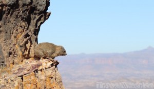 Rock hyrax on a mountain in Tigray Ethiopia