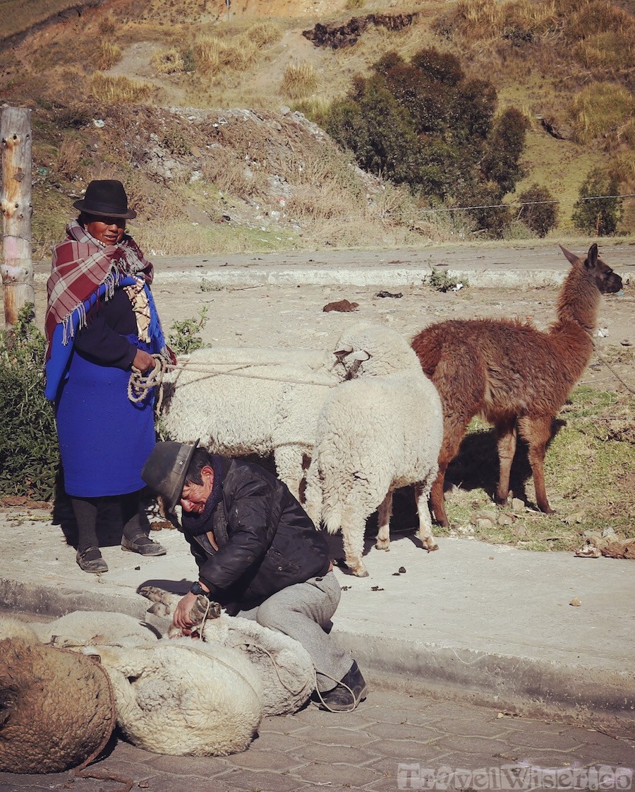 Buying sheep and llamas at the market, Ecuador Quilotoa Loop