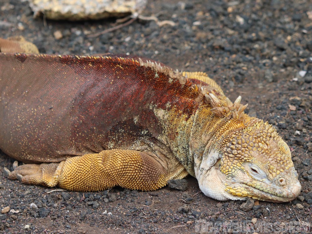 Land iguana at the Charles Darwin Research Center