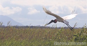Jabiru stork, Rupununi savannah Guyana